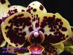 Phal. OX Sponge Bob 