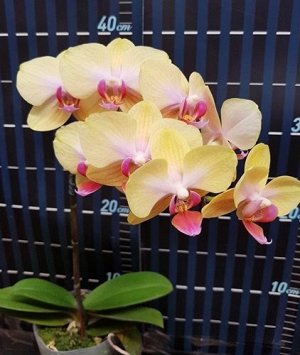 Phal. PZO Canary#2 