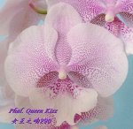 Phal. Queen Kizz 
