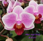Phal. Sogo Kitty 