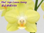 Phal. Sogo Lemon Sunny 