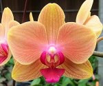 Phal. Sogo Manager ? Phal. Be Tris &#039;818&#039; MC