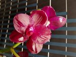 Phal. Sogo Relex ароматный