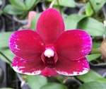 Phal. Taisuco Micky 