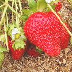 Земляника садовая Золушка (Р9)