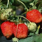 Земляника садовая Ренессанс (Р9)