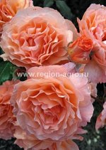 Роза Салмон, шраб (Сербия)