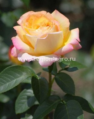 Роза Глория Дэй, ЧГ (Сербия)