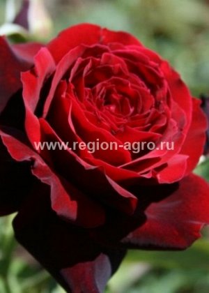 Роза Норита, ЧГ (Сербия)
