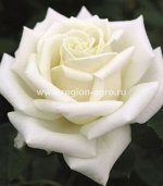 Роза Полар Стар ЧГ (Сербия)