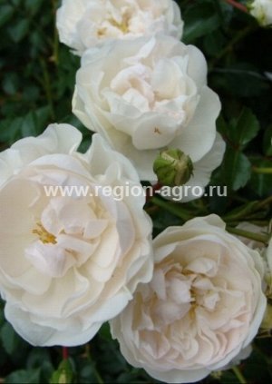 Роза Свани, почвопокровная (Сербия)
