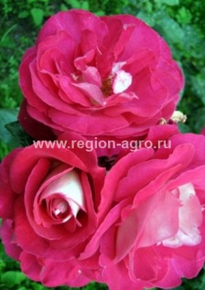 Роза Персис, флорибунда (Сербия)