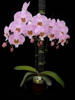 0173 phal