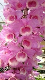 Den. aphyllum ? Den. anosmum 