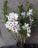 Den. Moniliforme ? Den. officinale 