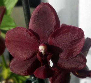 Phal. Black Brid "Brazil"