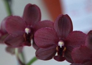 Phal. Black Brid "Brazil"