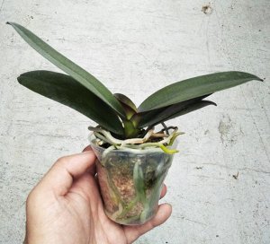 Phal. Black Brid "Brazil"