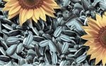Семечки полосатые не жареные 500 гр (на развес) Россия