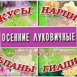 ✔ Осенний предзаказ: Луковичные Саженцы 3 Оплата 28-30/08