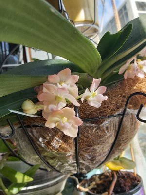 Продам орхидею Rhynchostylis gigantea