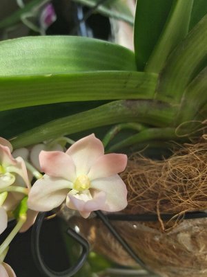Продам орхидею Rhynchostylis gigantea
