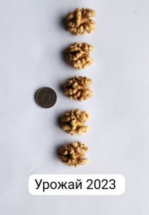 Грецкий орех очищенный 500гр. Урожай 2023г КИТАЙ