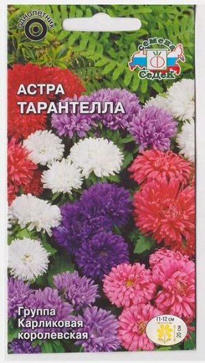Астра Тарантелла (Код: 72540)