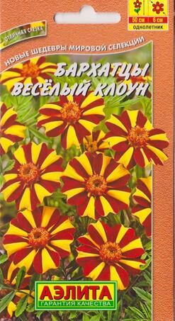 Бархатцы Веселый клоун отклоненные (Код: 7248)