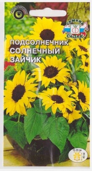Подсолнечник Солнечный зайчик (Код: 70651)