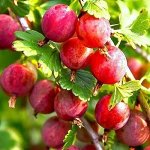 Крыжовник Колобок (коробка) 1шт (Сиб Сад)