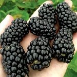 Ежевика Фридом (коробка) 1шт (Сиб сад)