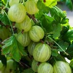 Крыжовник Малахит (коробка) 1шт (Сиб сад)