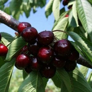 Черешня Ревна (саженец с этикеткой) 1шт (Сиб сад)