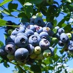 Голубика Бонус 2-летка 20-40см (контейнер С2/саженец с этикеткой) 1шт (Сиб Сад)