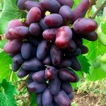 Виноград Байконур (коробка) 1шт (Сиб сад)