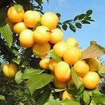 Слива Алыча Лодва (саженец с этикеткой) 1шт (Сиб сад)