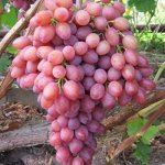Виноград Кишмиш Лучистый (коробка) 1шт (Поиск)
