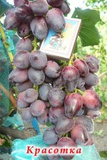 Виноград Красотка (коробка) 1шт (Сиб Сад)