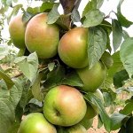 Яблоня Белана обыкновенная (саженец с этикеткой) 1шт (Сиб сад)