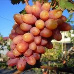 Виноград Преображение (коробка) 1шт (Сиб Сад)