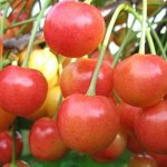 Черешня Брянская розовая (саженец с этикеткой) 1шт (Сиб сад)