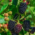 Ежевика Вальдо (коробка) 1шт (Сиб Сад)