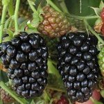 Ежевика Небеса могут подождать (коробка) 1шт (Сиб сад)