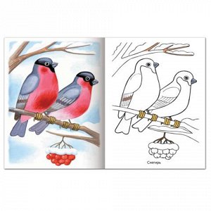Книжка-раскраска А5 8л. HATBER, Первые уроки, Зимующие птицы