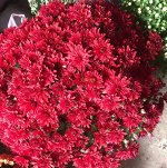 Саженцы Хризантемы Бранроэль Рэд