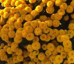 Саженцы Хризантемы Фигари