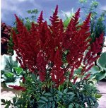Астильба Burgundy Red