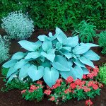 Хоста Canadian Blue