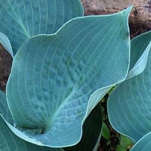 Хоста Canadian Blue корень в горшочке